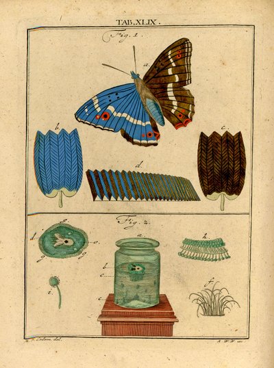Illustrations of Microscopic Single Cell Organisms and Scales from a Butterfly